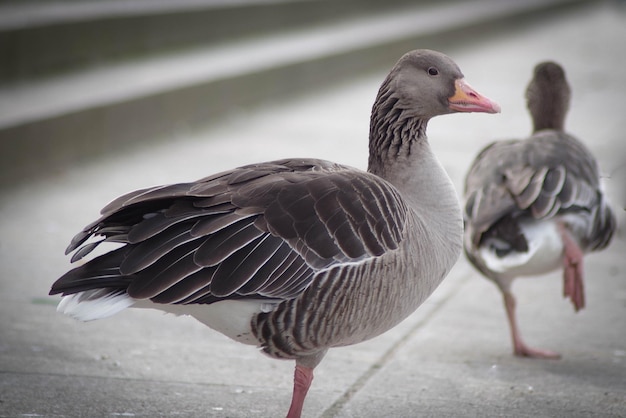 鳥のクローズアップ