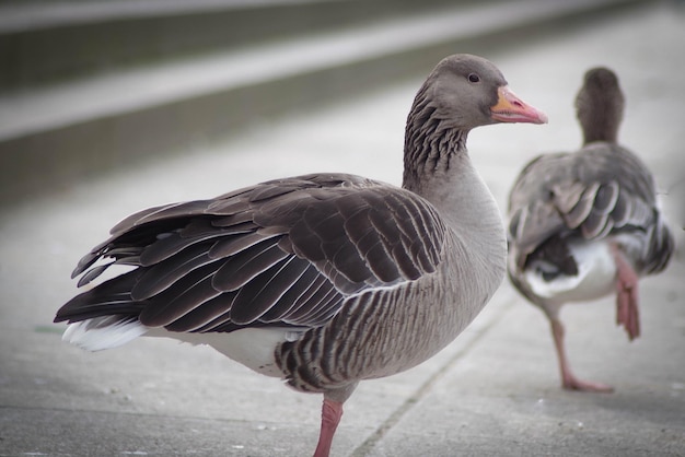 Photo close-up of bird