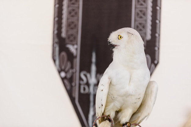 Photo close-up of a bird