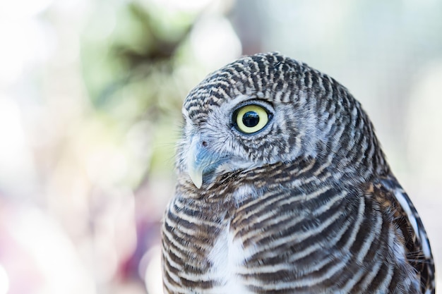 鳥のクローズアップ