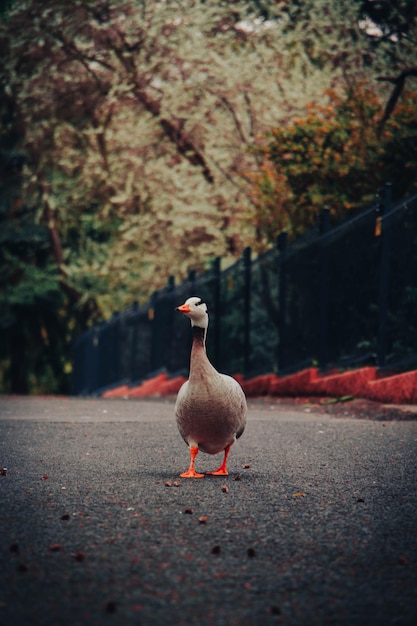 Photo close-up of a bird