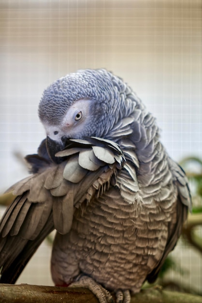 Photo close-up of a bird