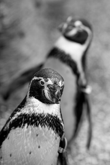 鳥のクローズアップ