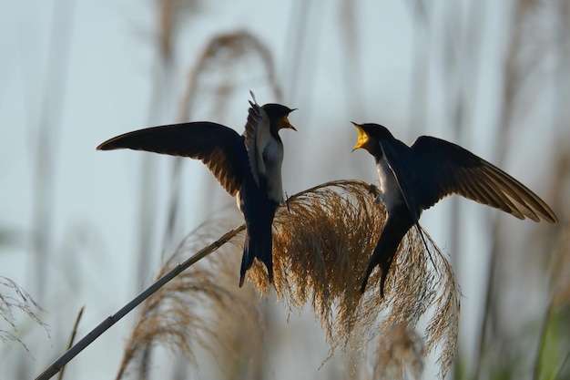 Foto prossimo piano dell'uccello