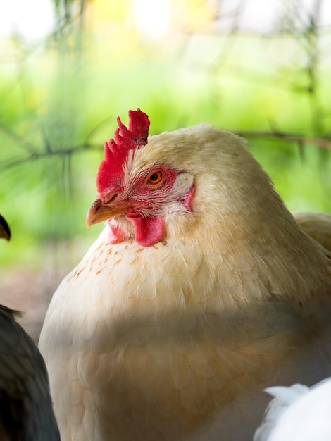 Foto prossimo piano di un uccello