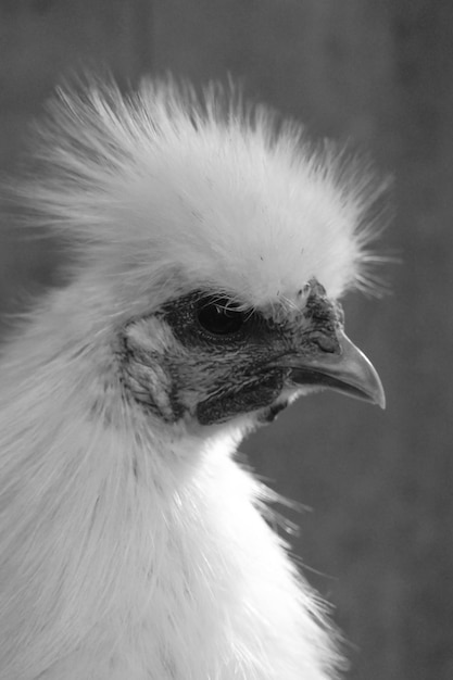 Photo close-up of a bird