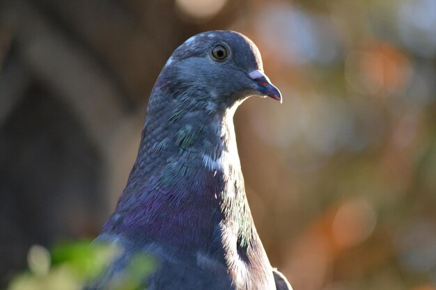 Photo close-up of bird