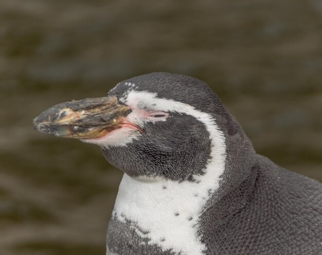 Photo close-up of a bird