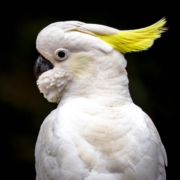 Foto prossimo piano di un uccello