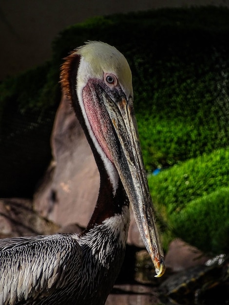 Foto prossimo piano di un uccello