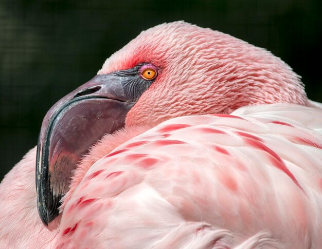 Close-up of bird