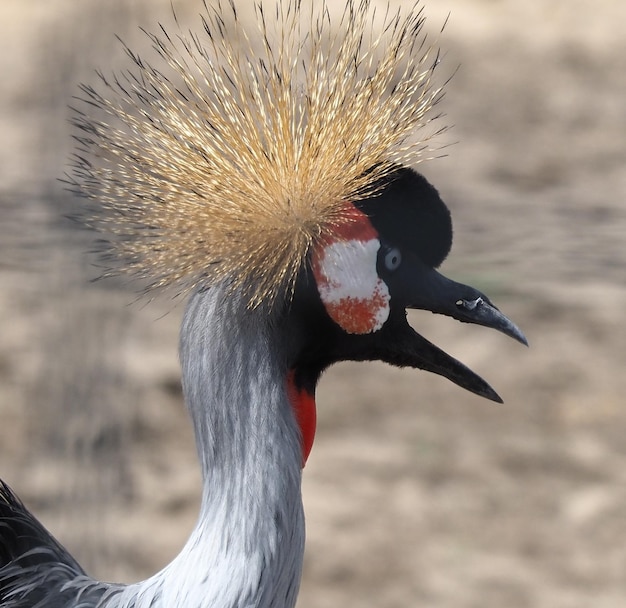 Foto prossimo piano di un uccello