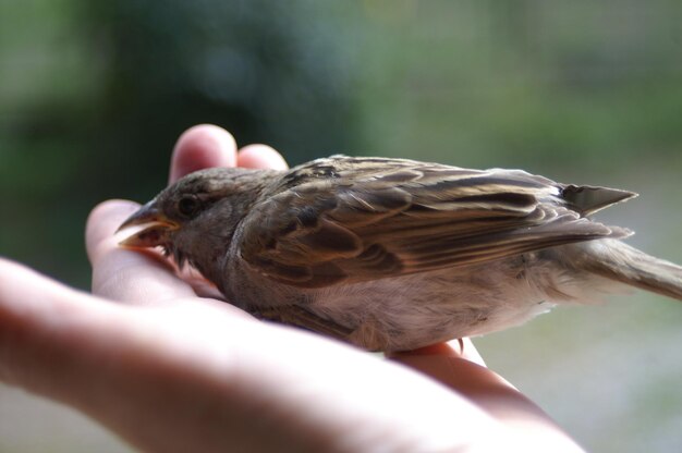 Close-up of a bird