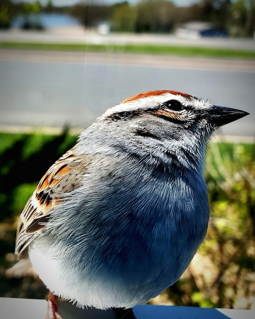 鳥のクローズアップ