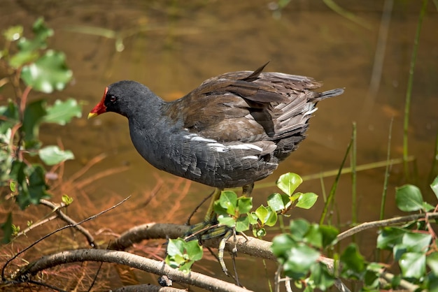 Photo close-up of bird