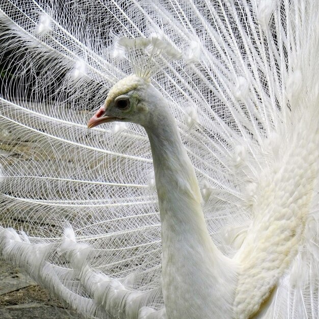 Photo close-up of a bird