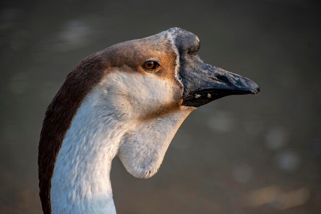 Close-up of a bird