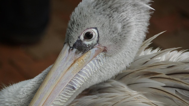 Foto prossimo piano di un uccello