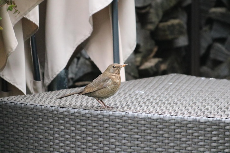 Photo 鳥のクローズアップ
