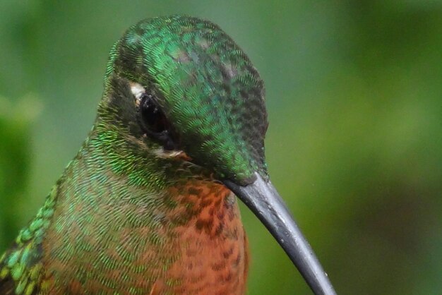 Foto prossimo piano di un uccello