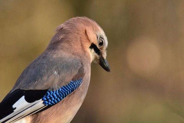 Foto prossimo piano di un uccello