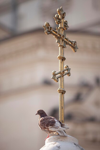 Photo close-up of a bird