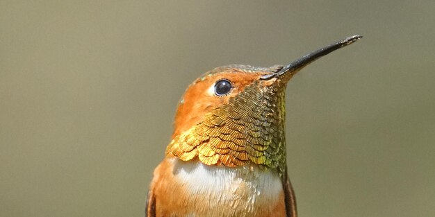 Photo close-up of a bird