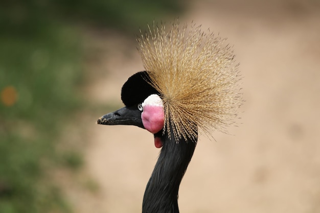 Foto prossimo piano di un uccello