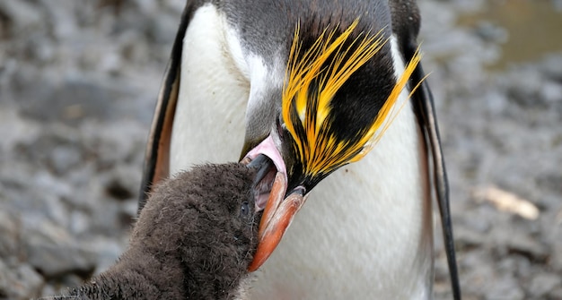 Photo close-up of bird