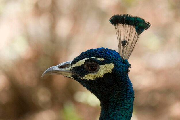 Close-up of a bird