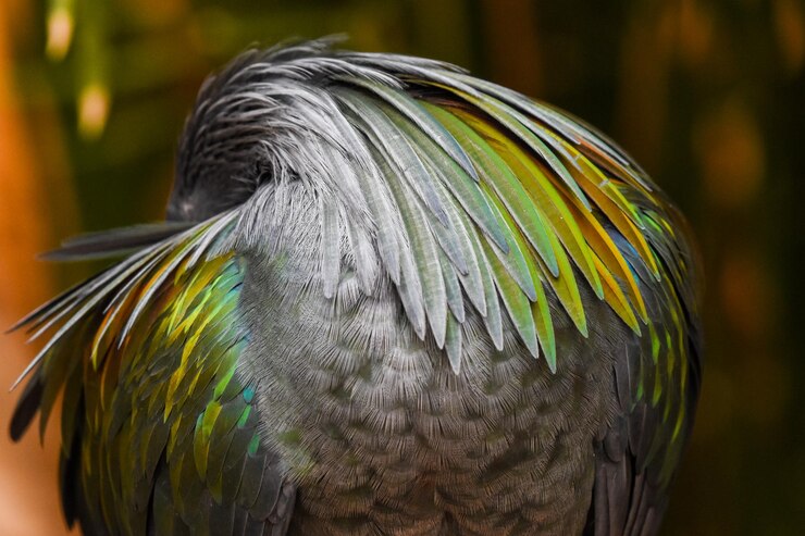 Photo 鳥のクローズアップ
