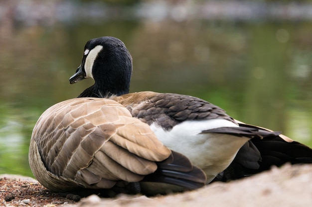 Photo close-up of a bird