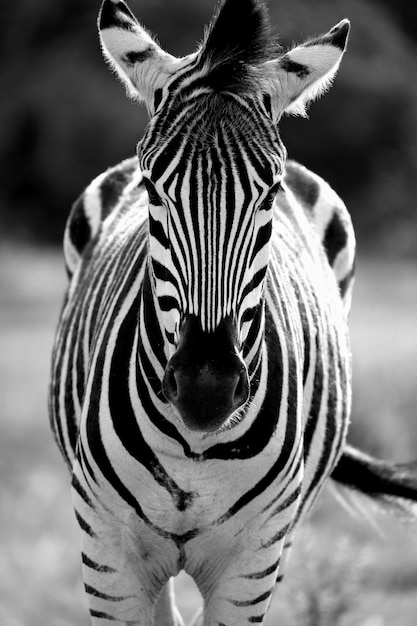 Photo close-up of bird