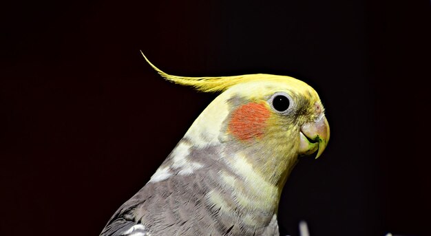 Photo close-up of bird