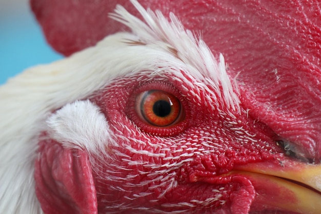 Foto prossimo piano di un uccello