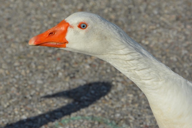 Photo close-up of bird