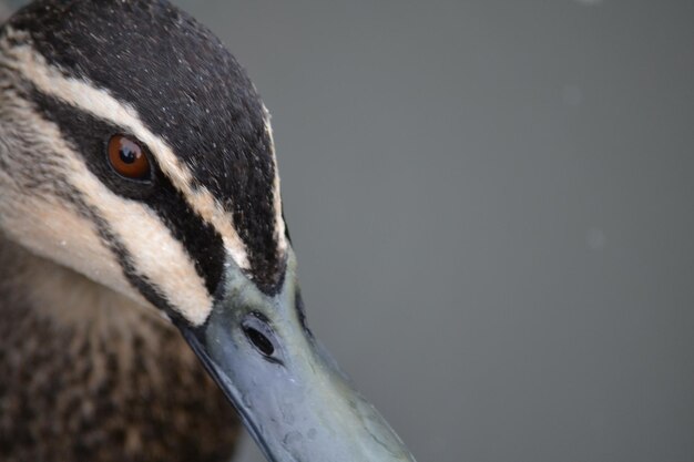 Photo close-up of bird