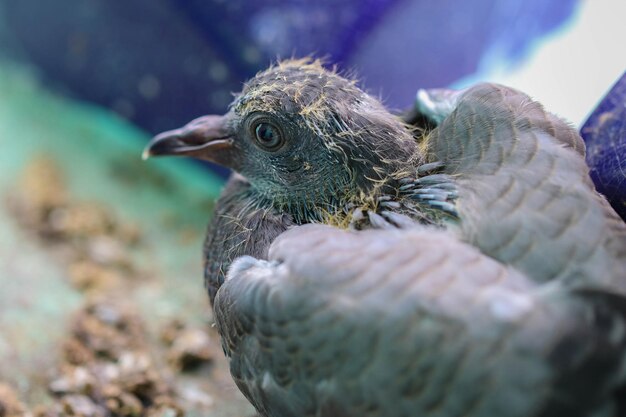 Photo close-up of a bird