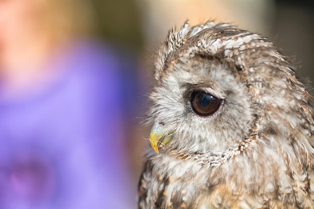 Close-up of a bird