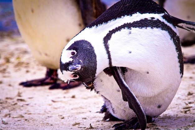 鳥のクローズアップ