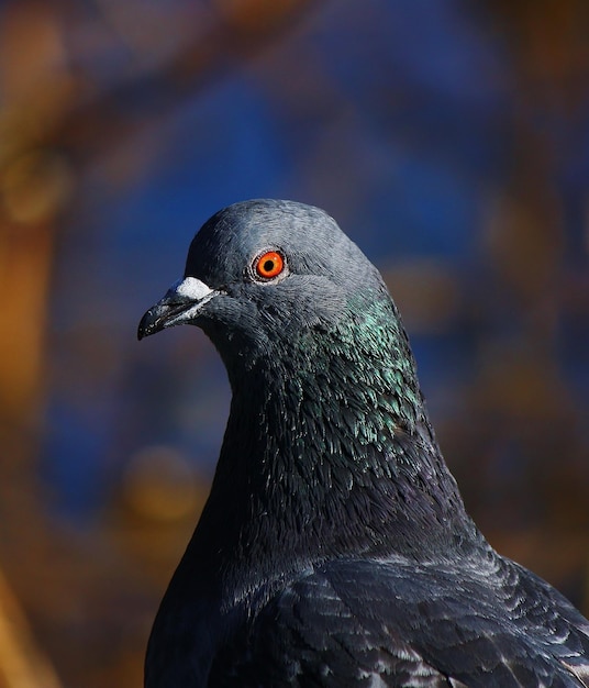 鳥のクローズアップ
