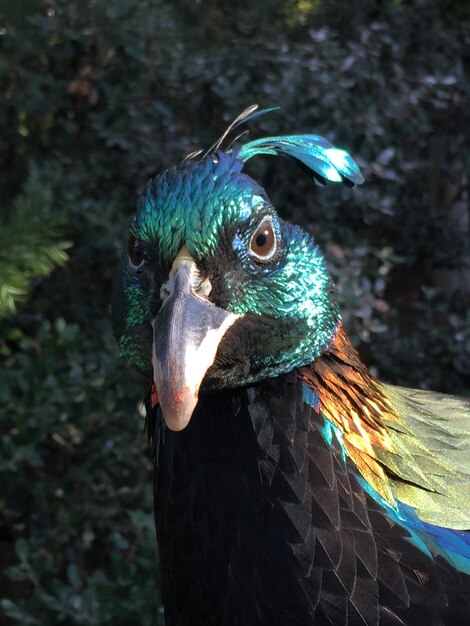 Foto prossimo piano di un uccello