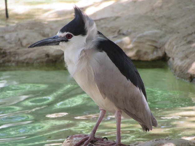 鳥のクローズアップ