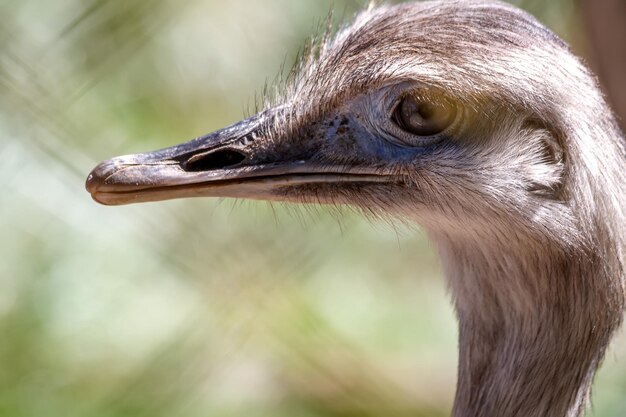 Photo close-up of bird