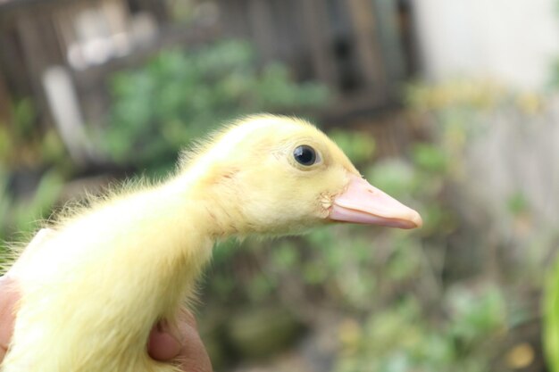 Photo close-up of a bird