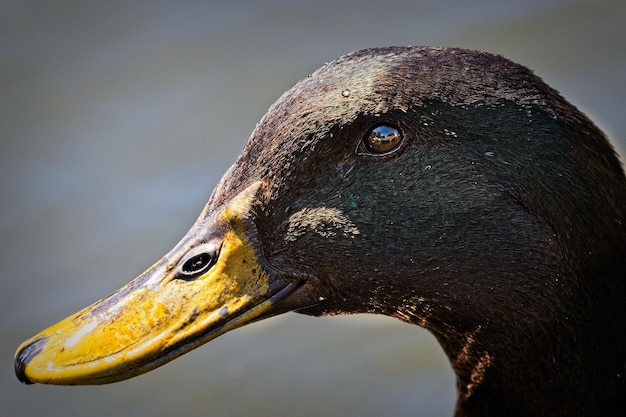 Photo close-up of a bird