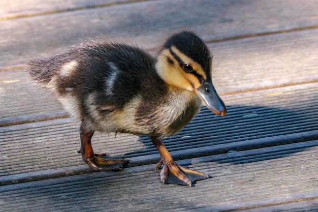 鳥のクローズアップ