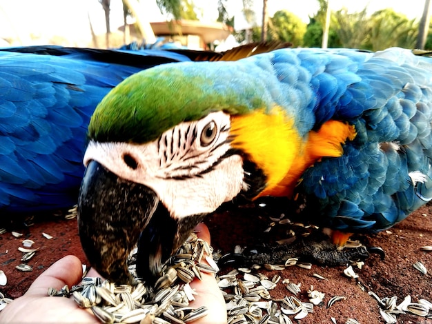 Photo close-up of a bird