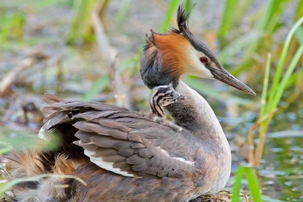 Photo close-up of a bird