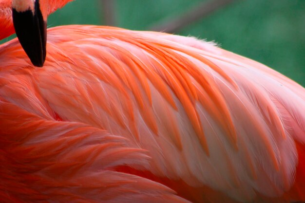 Photo close-up of a bird